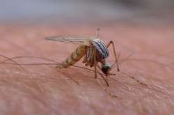 На Полтавщині зафіксували третій випадок гарячки Західного Нілу