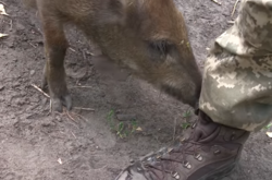 Россиян напугали «боевыми кабанами» на Донбассе 