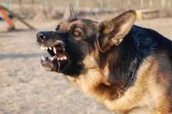 На Волыни «церковная овчарка» искусала трехлетнего ребенка