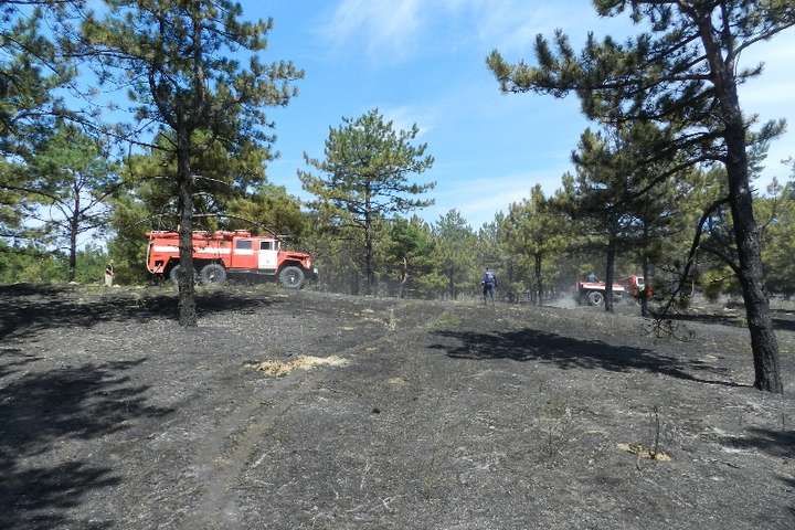 На Херсонщині рятувальники загасили палаючий ліс