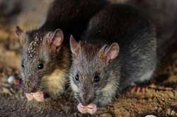  Щури відгризли кінчики декількох пальців дівчинки 