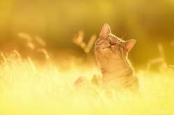 Погода на понеділок: буде ясно і тепло