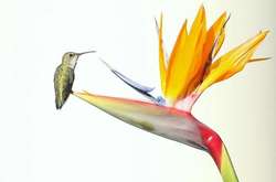 По стопам отца: 13-летний фотограф Роберт Ирвин покорил сеть фотографиями диких животных