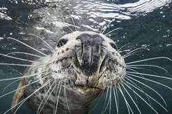 Под водой: Тюлень сделал селфи, пытаясь отнять камеру у дайвера