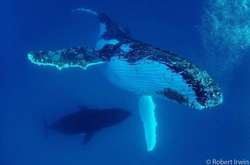 Приголомшливі фото дикої природи, зроблені 13-річним хлопчиком