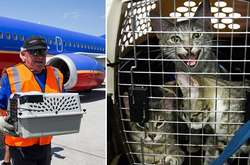 Ноев ковчег наших дней: Авиакомпания спасла десятки бездомных животных, пострадавших от урагана «Харви» 