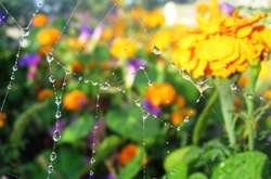 Бабине літо