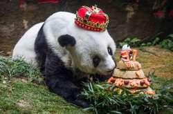 В Китае скорбят из-за смерти самой старой в мире панды (фото)