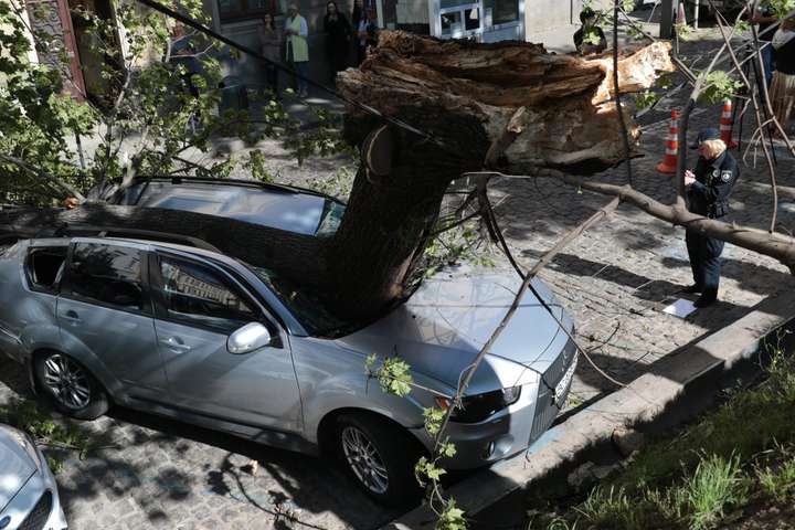 Во Львове на авто нардепа упало дерево (фото)