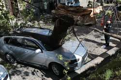 Во Львове на авто нардепа упало дерево (фото)