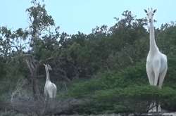Уникальных белых жирафов впервые сняли на видео 