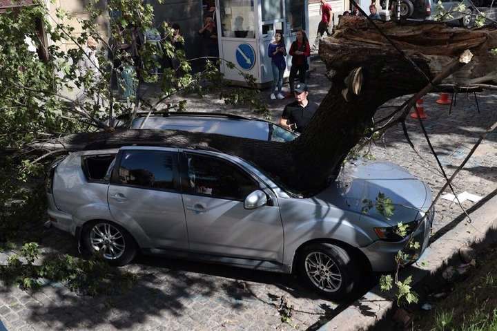 У Львові дерево розтрощило автівку нардепа