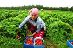 Сезонні працівники в Польщі