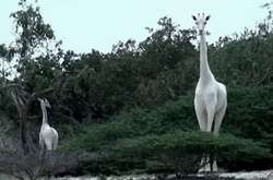 Чудо природы: Белых жирафов впервые в истории засняли на камеру