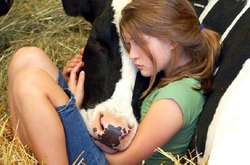 20 фотографий очаровательных коров, которые решили доказать, что они ничем не хуже собак 