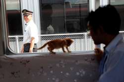 «Мурлыкающий поезд» покорил японцев: появились милые фото и видео