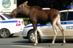 Лось гулял возле станции метро в Москве