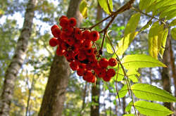 17 вересня Київ може побити температурний рекорд