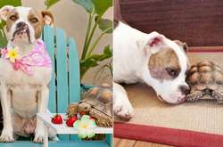 Неразлучные друзья: 12 неожиданных фото о крепкой дружбе собаки и черепахи   