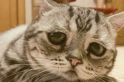 Самая грустная в мире кошка собрала 135 тыс. подписчиков в Instagram