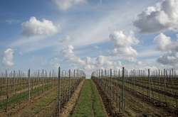 Російські ЗМІ «сватають» брата короля розводити виноград у Криму