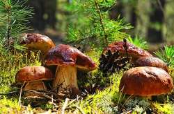 В Україну повертається спека, але подекуди пройдуть дощі 