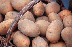 Украинцев предупредили о подорожании картофеля