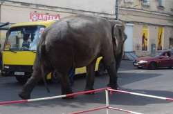 По улицам Одессы прошелся гигантский слон