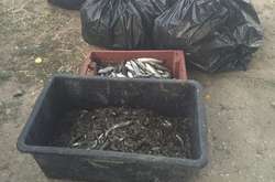 На Миколаївщині правоохоронці вилучили у браконьєрів риби на 1,2 млн грн