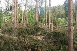 Бурелом знищив понад тисячу гектарів лісів на Закарпатті