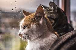 «Неестественная жара уйдет»: в Украине на выходные похолодает