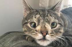 Кошка-даун стала звездой сети (фото)