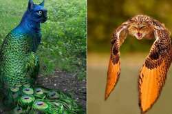 Странные и забавные: 20 гибридов птиц и котов, созданных мастерами фотошопа