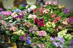 Киян та гостей столиці запрошують на виставку квітів