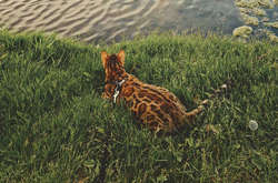 Кішка-мандрівниця з Канади підкорює соціальні мережі