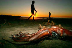 Жуткие стихии: что находят люди на побережье после ураганов  