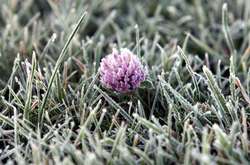 Синоптики попереджають про нічні заморозки