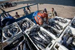 Екологічна катастрофа на Запоріжжі: масово гине пеленгас