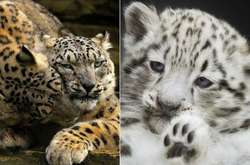  20 очаровательных фотографий величественных снежных барсов