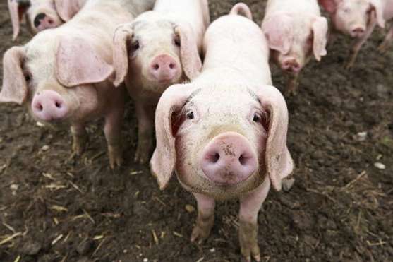 На Рівненщині зафіксували спалах африканської чуми свиней
