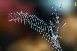 Неземная красота природы: Опубликованы первые работы конкурса National Geographic Nature Photographer Of The Year