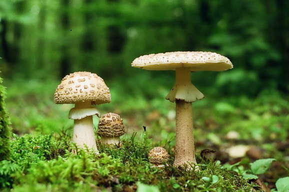 Девять человек отравились грибами на Прикарпатье