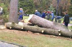 У Києві здійснено варварське знищення 100-літнього дерева (фото)