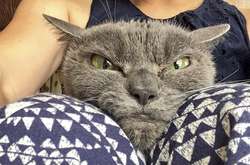 Сеть смеётся над самой злой кошкой мира