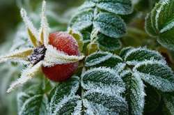 Синоптики обіцяють на суботу заморозки