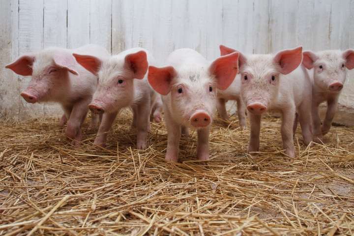 На Харківщині виявили спалах чуми свиней