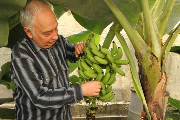В Українському гідрометеорологічному інституті не виключають, що Україна з часом зможе вирощувати банани