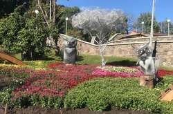 На Певческом поле в Киеве откроется выставка хризантем: появились фото 