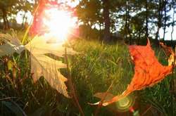 Синоптики порадували: за кілька днів до України повернеться тепло