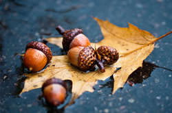 Дощі сьогодні очікуються на заході України 